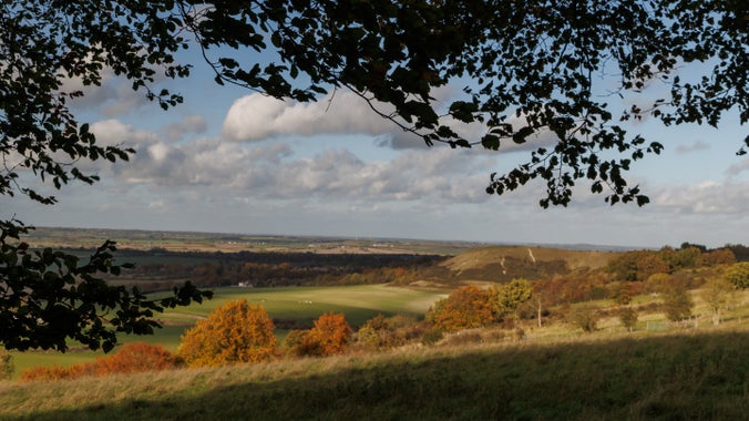 Looking out across the Vale of Aylesbury from the top of a hill. In front of you is a line of trees in autumn colour with golden leaves. Beyond is a patchwork of fields. The image is framed with a silhouette of leaves along the left and top